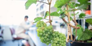 A bunch of wine grapes foregrounds a lab bench with a researcher looking through a microscope in the background