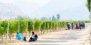 Students taking notes among grapevines in BC's Okanagan region