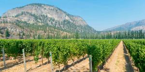 Rows of grapevines set against a small mountain in BC's Okanagan region