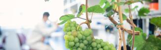 Grapevine research