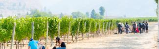Vineyard