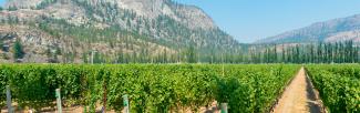 Okanagan valley vineyard
