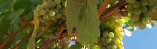 Grapevine